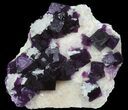 Dark Purple Cubic Fluorite on Quartz - Exceptional! #39004-3